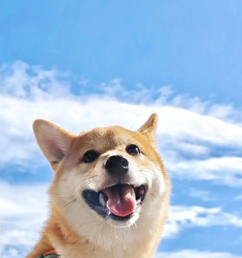 柴犬的萌与贵——探讨柴犬的可爱与价值（一只柴犬的无价之宝）