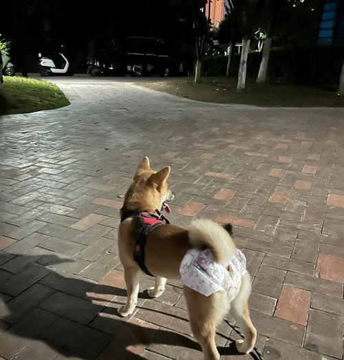 母狗的例假周期及关键信息（狗狗的例假频率、持续时间与相关注意事项）
