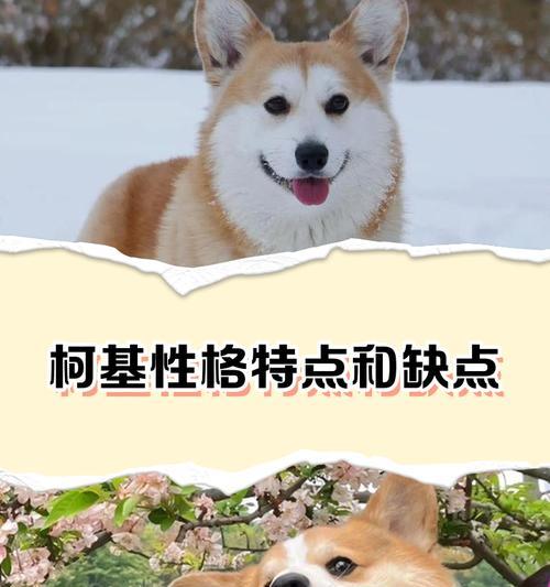 柯基犬（了解柯基犬的外貌、性格和训练特点）