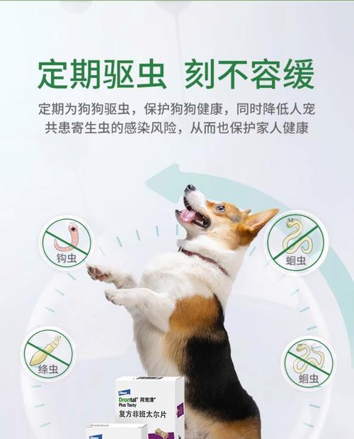 狗狗体外驱虫药物选择指南（全面解析狗狗体外驱虫药物种类及使用注意事项）