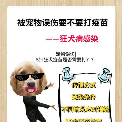 打狂犬针的频率对预防狂犬病的影响（了解打狂犬针的时间间隔和效果，守护您和家人的健康）