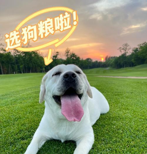 小泰迪狗粮的合理饮食量（为什么喂多了会导致拉稀？）