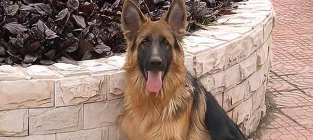 大犬型犬的好养之道（了解大犬型犬的特点，让养它变得简单快乐）