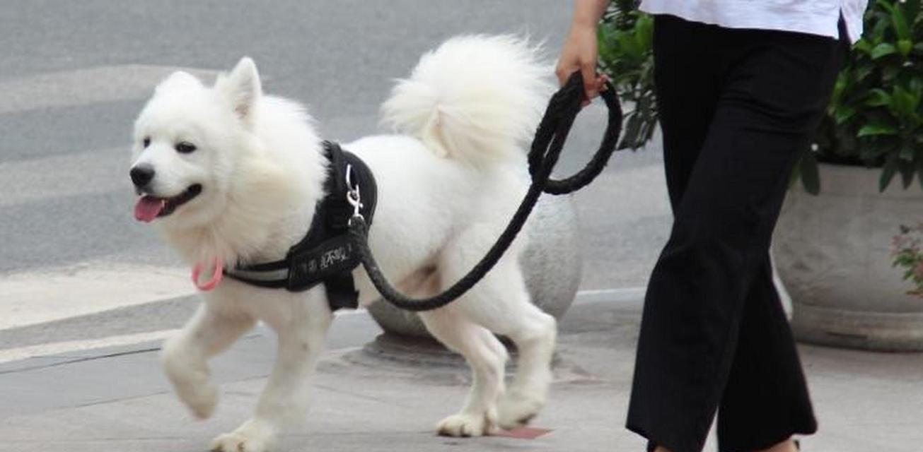 幼犬打完狂犬后的外出时机与注意事项（合理时间、慎重选择、全面保护）
