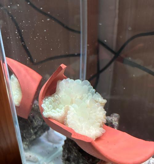 鱼缸微生物的世界（探索鱼缸中微生物的奇妙生态系统）