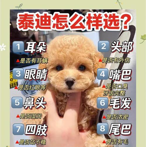 泰迪犬出生后多久会走路？（探究泰迪犬幼犬走路的时间和发展过程）