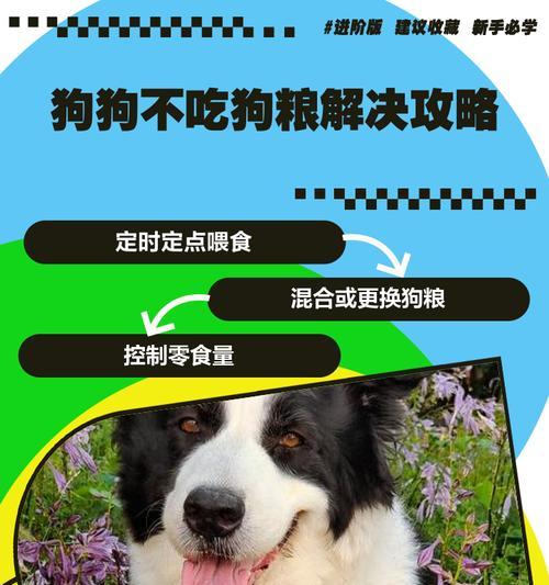 幼犬何时可以以干狗粮为主食？（探索适合幼犬的狗粮饮食时间表）