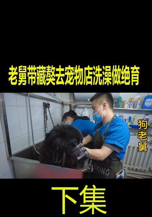 狗绝育后多久可以洗澡？（探究狗绝育手术后洗澡的最佳时机）