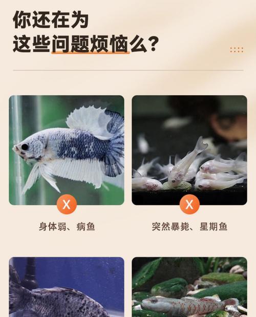 埃及神仙的繁殖之谜（揭秘神秘古埃及文明中神仙繁衍的神奇现象）