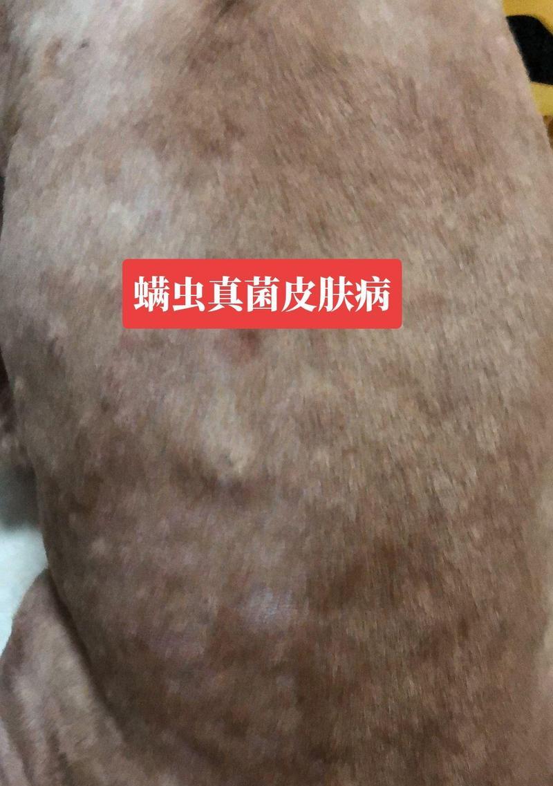 狗焦虫病的活动能力持续时间（揭秘狗焦虫病影响运动的时间周期）
