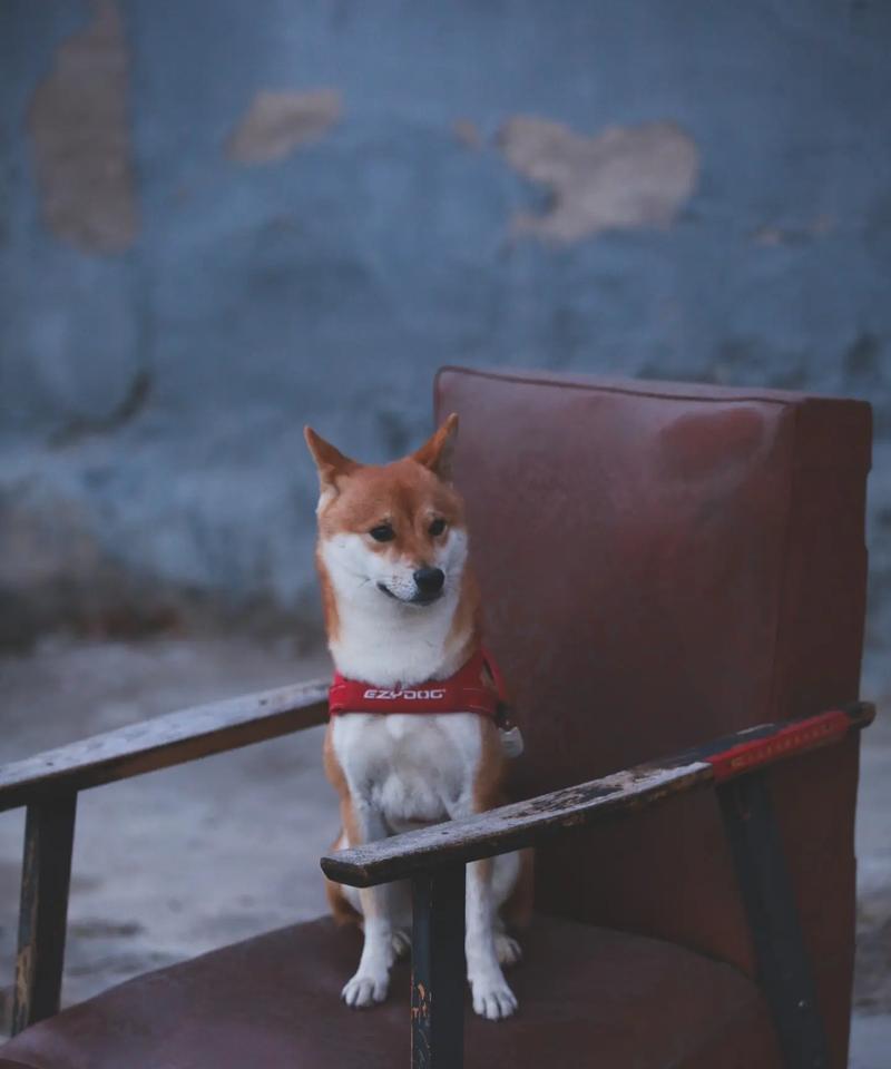揭秘柴犬小肉垫的秘密（探索柴犬小肉垫的多样用途及保护方法）