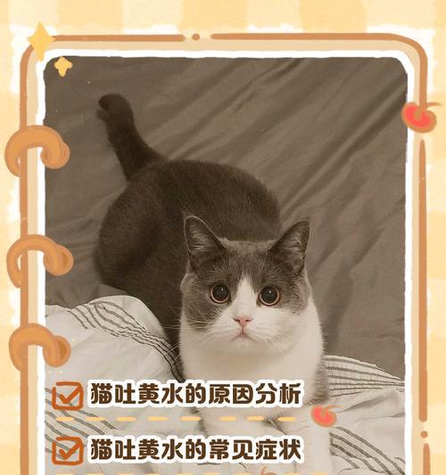 猫咪呕吐黄水不吃东西怎么办？！（应对猫咪呕吐及食欲不振的有效方法）