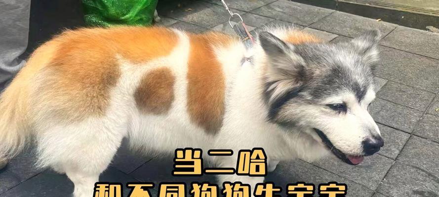 狗狗一月生活的变化（从出生到一个月，狗狗成长的关键阶段）