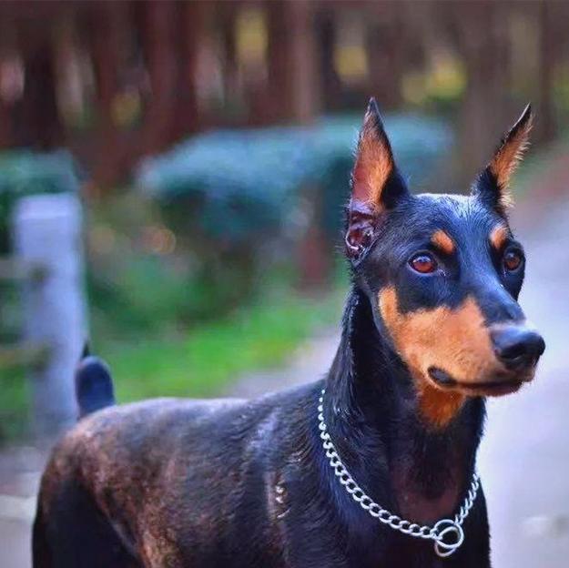 狗狗断尾的原因及适合断尾的犬种（了解为什么要给狗狗断尾以及适合进行断尾的犬种选择）