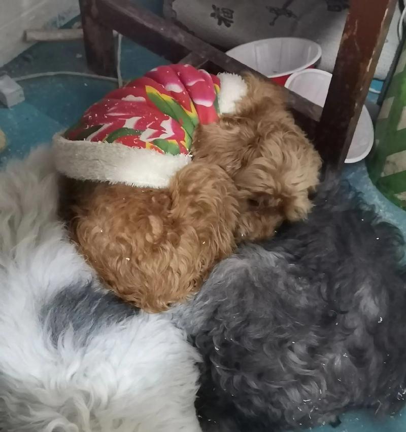 养古牧的注意事项与适宜价格（了解古牧养护要点，选择适合预算的宠物）