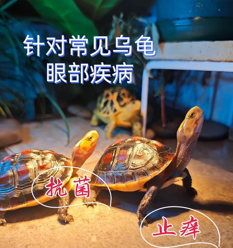 乌龟冬眠白眼治疗方法及时长解析（乌龟冬眠白眼治疗周期和关键注意事项分析）