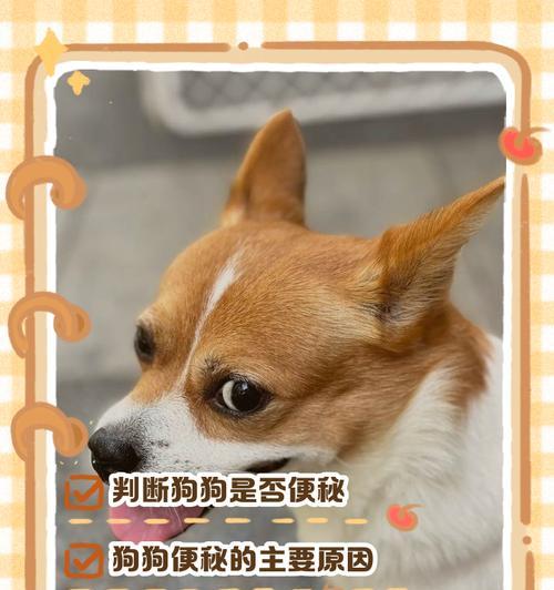 幼犬饮食与排便的关系（了解幼犬进食习惯，科学安排排便时间）