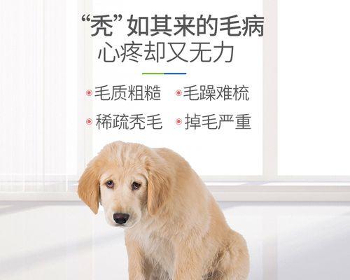 金毛每隔多久退一次毛？（了解金毛的脱毛周期与护理方法，让你的宠物更健康、更美丽）