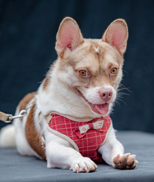 活泼聪明的犬种大观（探索犬界中最机智灵敏的品种）