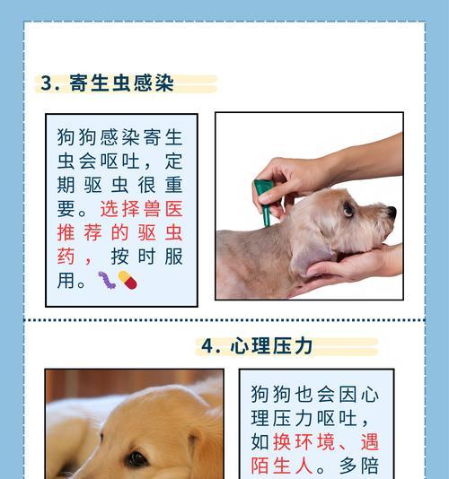 胆汁呕吐是胃酸倒流的症状——探索胃酸反流引发的问题（了解胆汁呕吐的原因和应对方法，关注宠物健康）