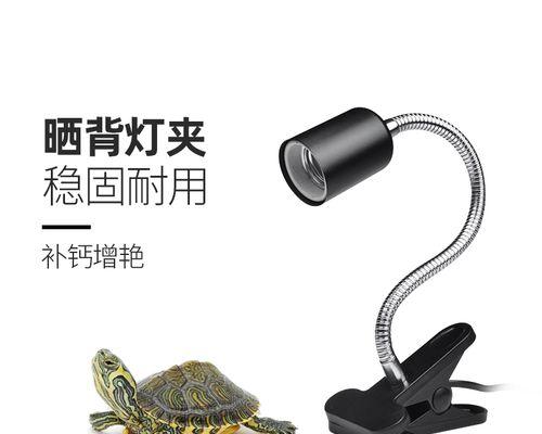 陆龟夏天晒背的重要性与时间控制（探究陆龟夏季晒背的最佳时间和方法）