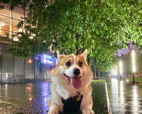 遛狗后应该等多久才能给狗狗喝水？（科学合理地控制狗狗饮水时间，）