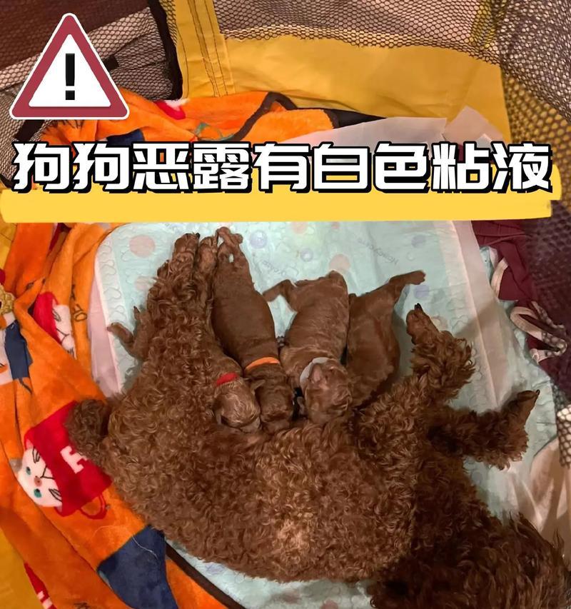 狗狗临产前的症状及如何应对（了解狗狗临产前的表现，为它提供最好的照顾）