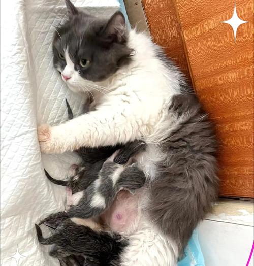 母猫生完后多久能恢复活动？（探究母猫产后恢复活动能力的时间及注意事项）