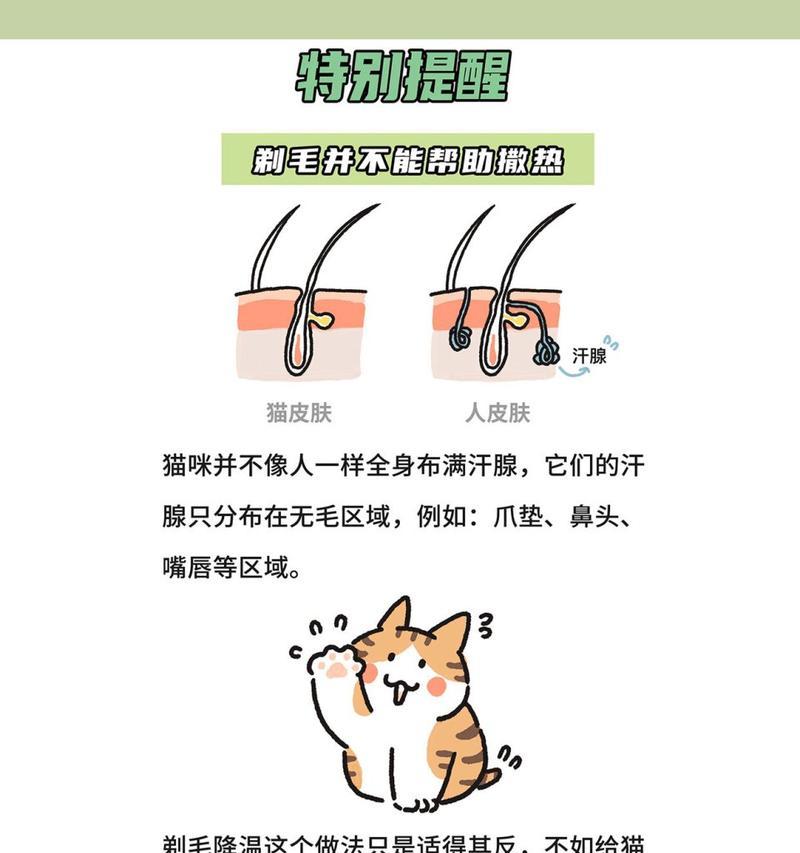 猫剃毛后多久能长出来？（探索猫毛生长周期及影响因素）