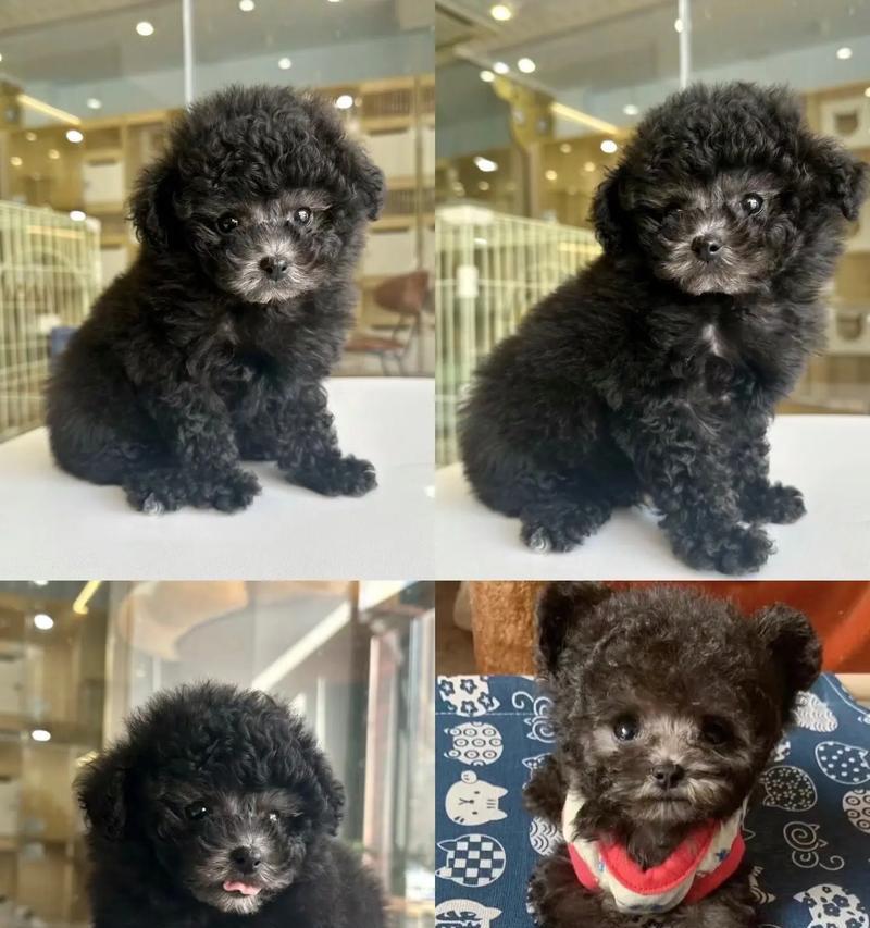 纯种泰迪犬的特征解读（6个判断纯种泰迪犬的方法，让你轻松识别真假）