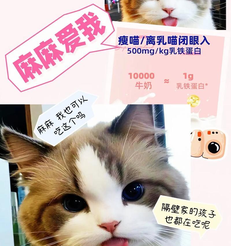 高含量白蛋白食物推荐——滋养猫咪的健康选择（满足宠物需求，了解猫咪所需的白蛋白摄入量与合适食物）