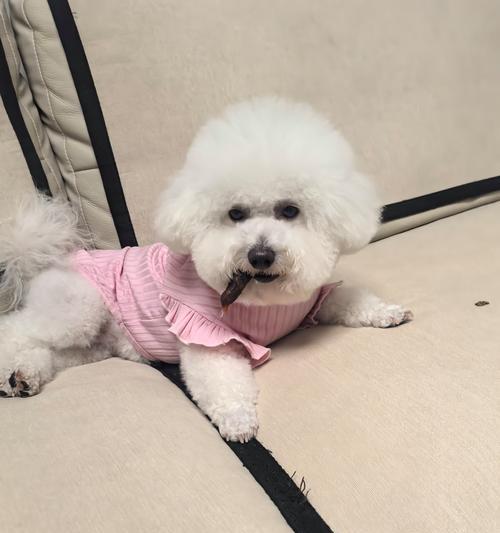 博美犬的狗粮消耗率及持续时间分析（通过计算，了解博美犬每日消耗狗粮的量和5斤狗粮能维持的时间）