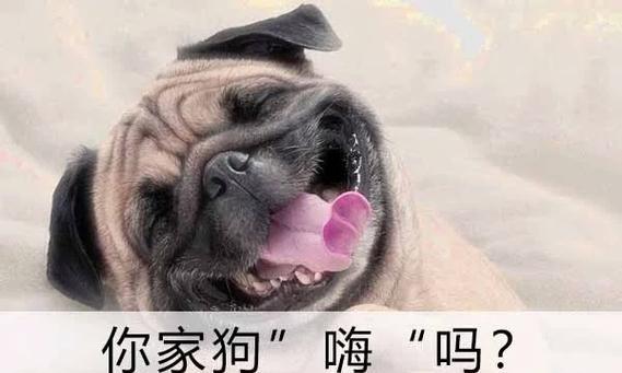 狗多动症的症状及表现（了解狗多动症的常见症状，为宠物健康护航）