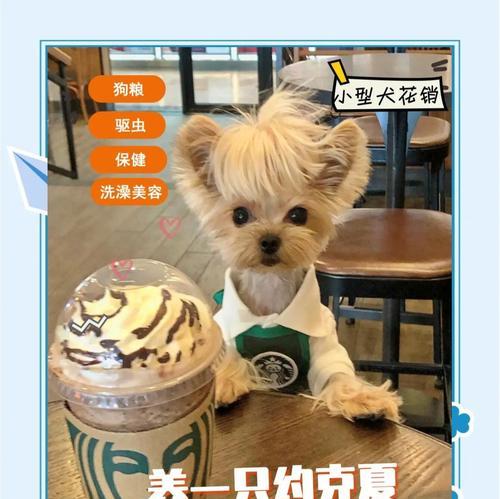 约克夏犬市场价格大盘点（揭秘约克夏犬的价格和市场走势）