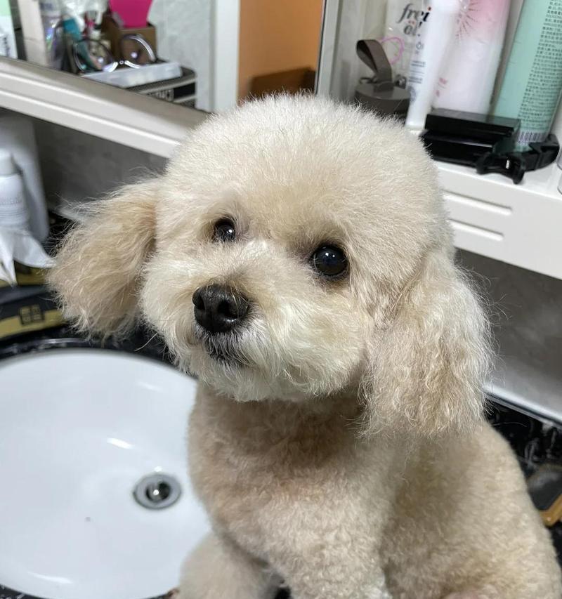狗狗流产的症状及处理方法（了解狗狗流产的原因和预防措施，保护它们的健康）