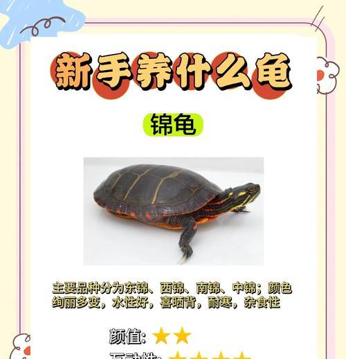 如何区分温室龟和外塘龟？（了解关键差异，准确鉴别）