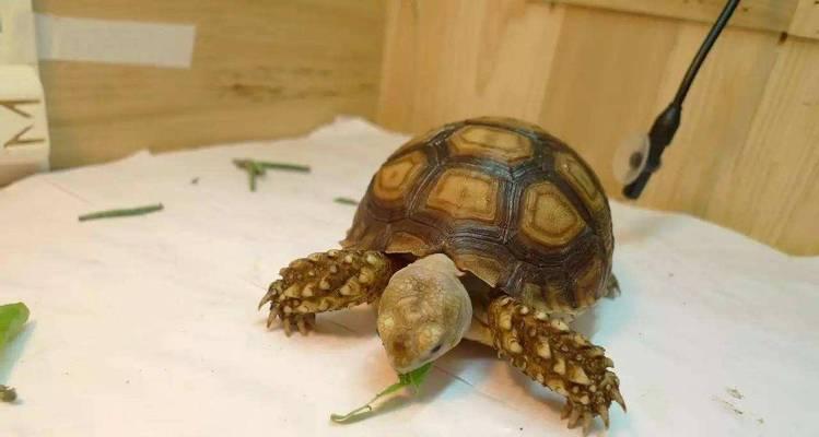 苏州女子遭遇40厘米巨龟！入侵物种还是保护动物？（专家揭秘）