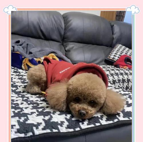 泰迪犬食物禁忌（保护泰迪犬健康的饮食关键，注意这8大禁忌！）