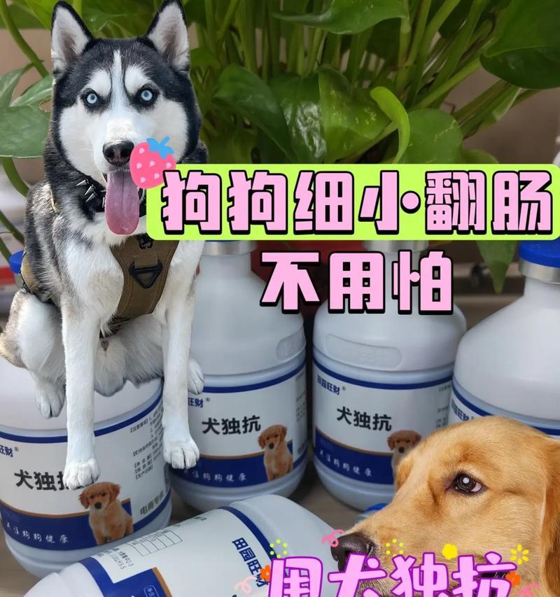 狗的肠子换新周期及注意事项（了解狗的肠道健康是如何影响它们的幸福生活的）