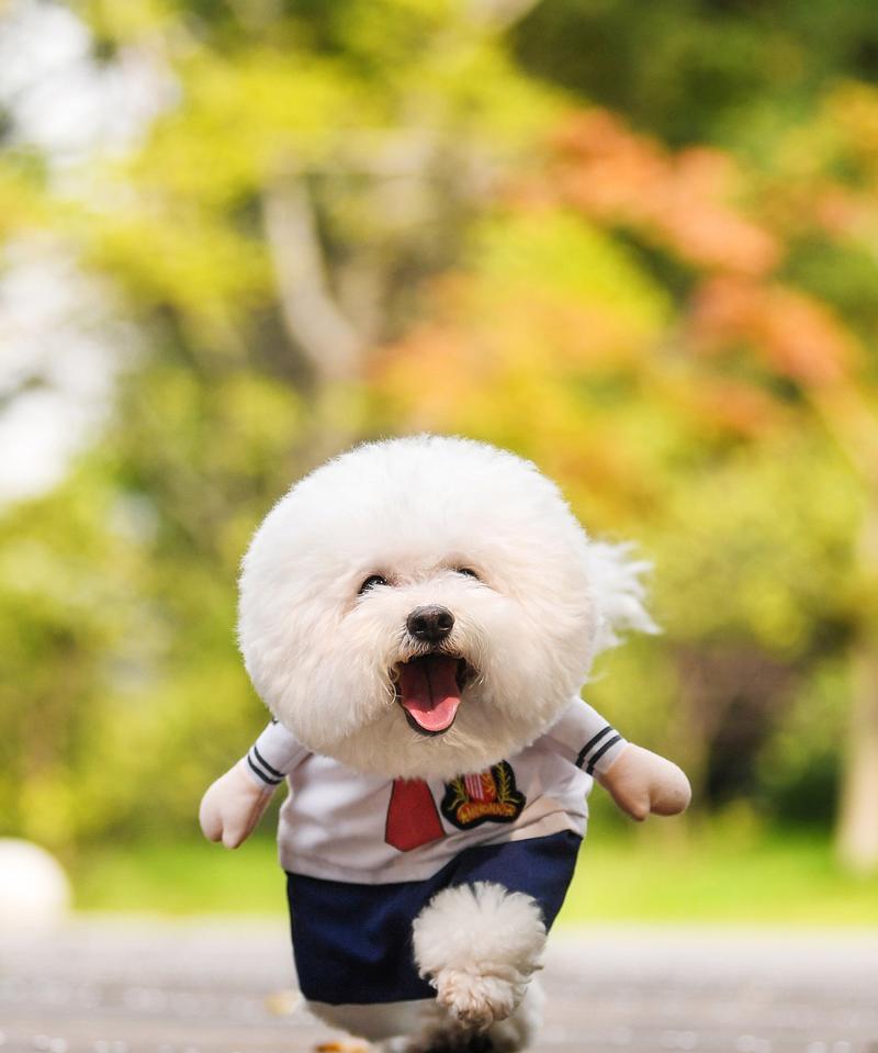 比熊犬一生的饲养指南（关爱你的比熊宝宝，让它健康成长）