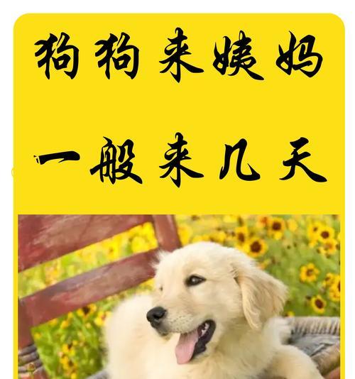 狗狗早产的影响及如何预防（了解狗狗早产对健康的影响，为它们的健康提供最佳保障）
