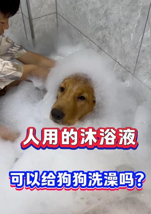 狗狗抱回家后应该多久才能给它洗澡？（探索合适的时间和频率，让你的狗狗健康、干净、舒适）