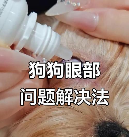 狗狗眼药水使用时长及注意事项（了解正确使用方法，保护狗狗眼睛健康）