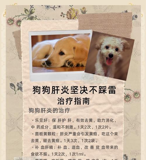 养狗的饮食禁忌，你踩雷了没？（宠物健康需谨慎，关注这些饮食禁忌才是关键！）