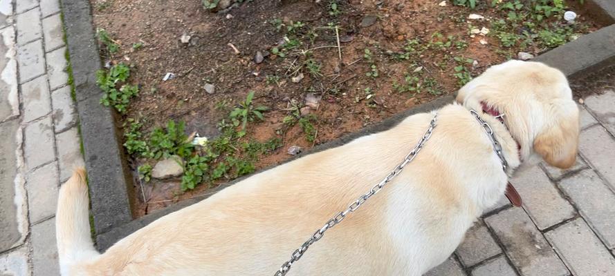 拉布拉多犬的成长周期及关键期（揭秘拉布拉多犬从幼崽到成犬的成长阶段与时间）