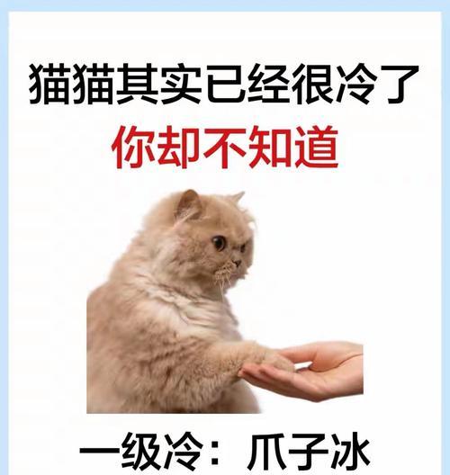 探寻这些猫咪的价格与特征（了解各类猫咪的售价与独特特征，选择适合自己的宠物伴侣）