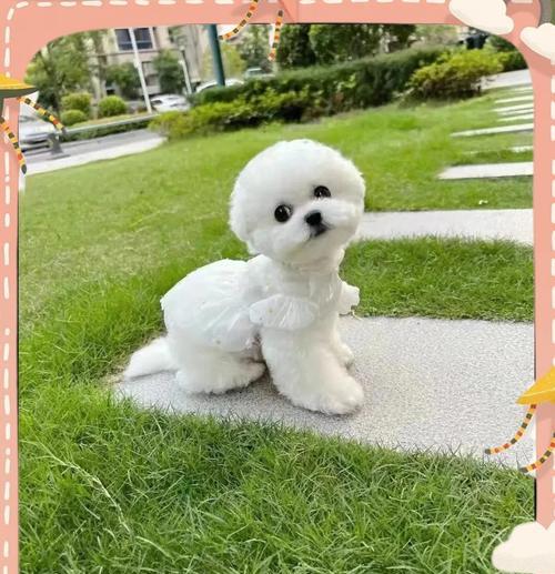 成年比熊犬的标准体重是多少？（探究比熊犬的理想体重，让你的宠物健康快乐）