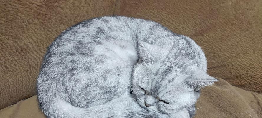 猫咪的温度喜好（了解猫咪对温度的偏好，提供适宜的生活环境）
