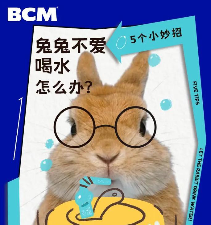 兔兔不喜欢被人抚摸或拥抱的原因及解决方法（了解兔兔的喜好，与它建立信任关系，给予适当的空间和爱护）