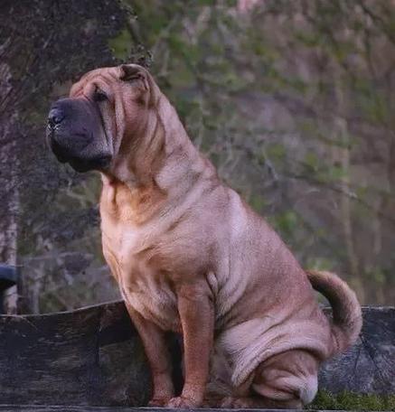 中国斗犬文化的发展与影响力（探寻中国斗犬文化的深层次内涵及其对社会的影响力）